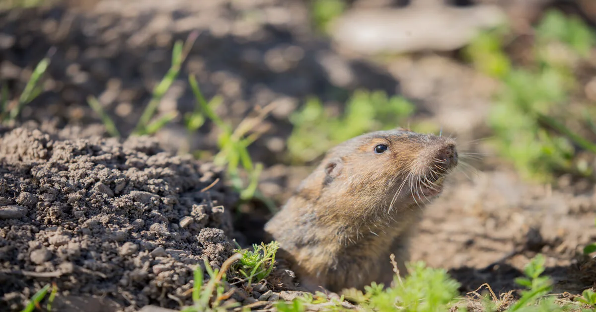 Gopher half-way out of his hole in the ground looking out.