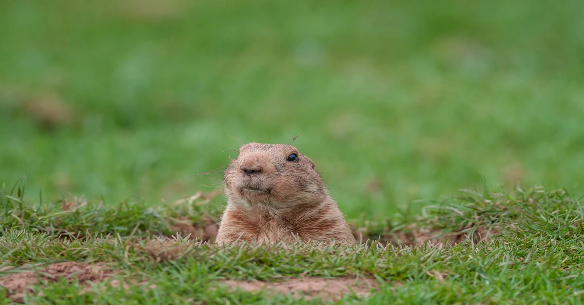 Groundhog looking out of his hole in the ground.