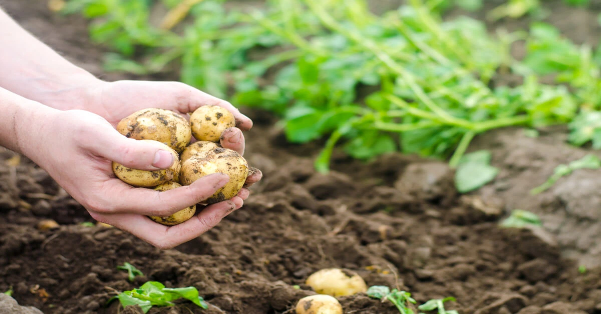 How to harvest potatoes from garden. Gardener holding a handful of freshly harvested potatoes.