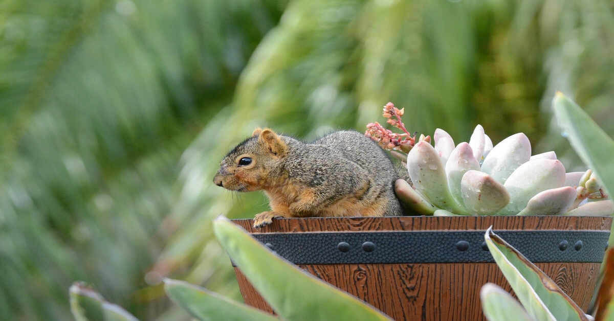 squirrel sitting in a barrel sytle flower pot of succulents outside.