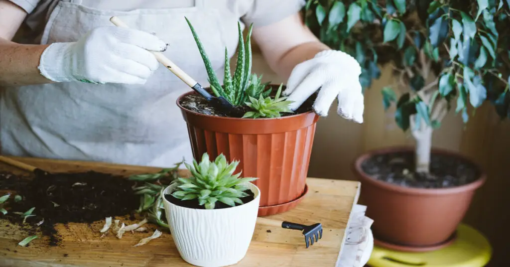 Person repotting houseplants into larger pot