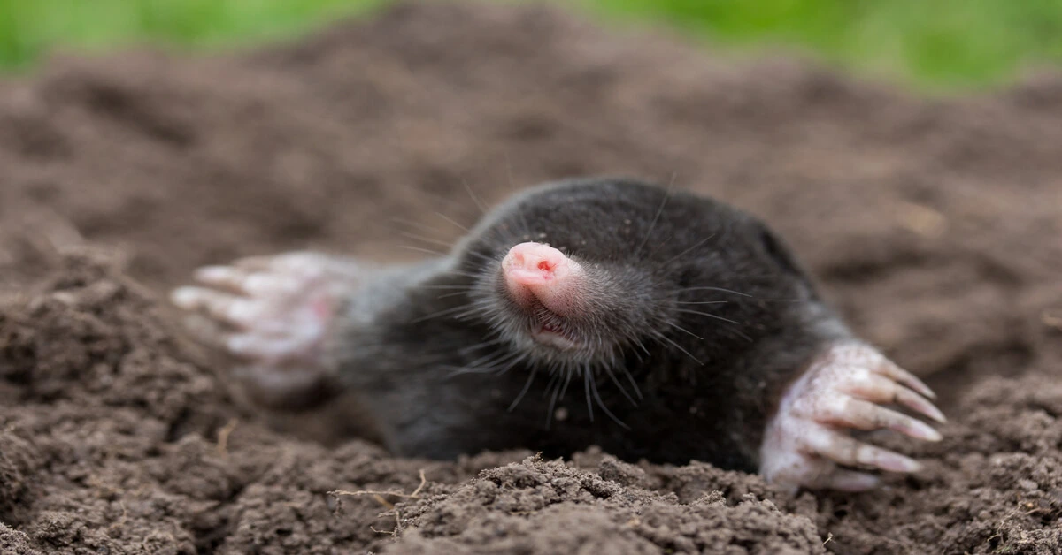 Mole looking out of his hole in the ground.