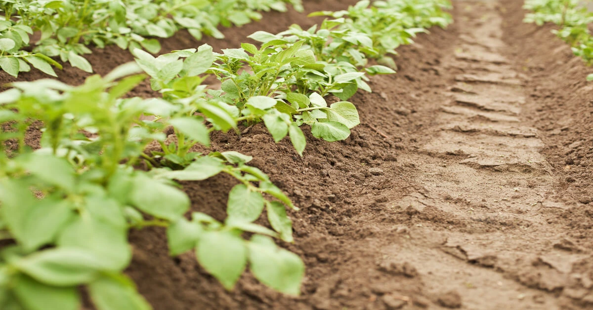 Growing Conditions: What Do Potatoes Prefer? Potatoes growing in hilled rows.