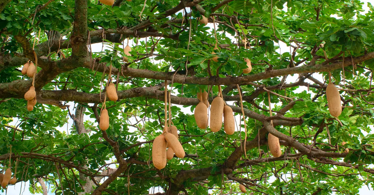 Close up of the sausage-like fruit hanging from the kigelia africana tree