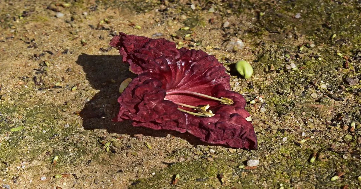 Single red flower from sausage tree laying on the ground.