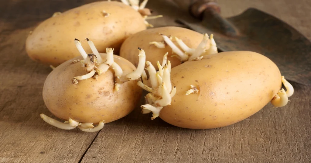 How long does it take to grow potatoes? Seed potatoes sitting on wood counter.