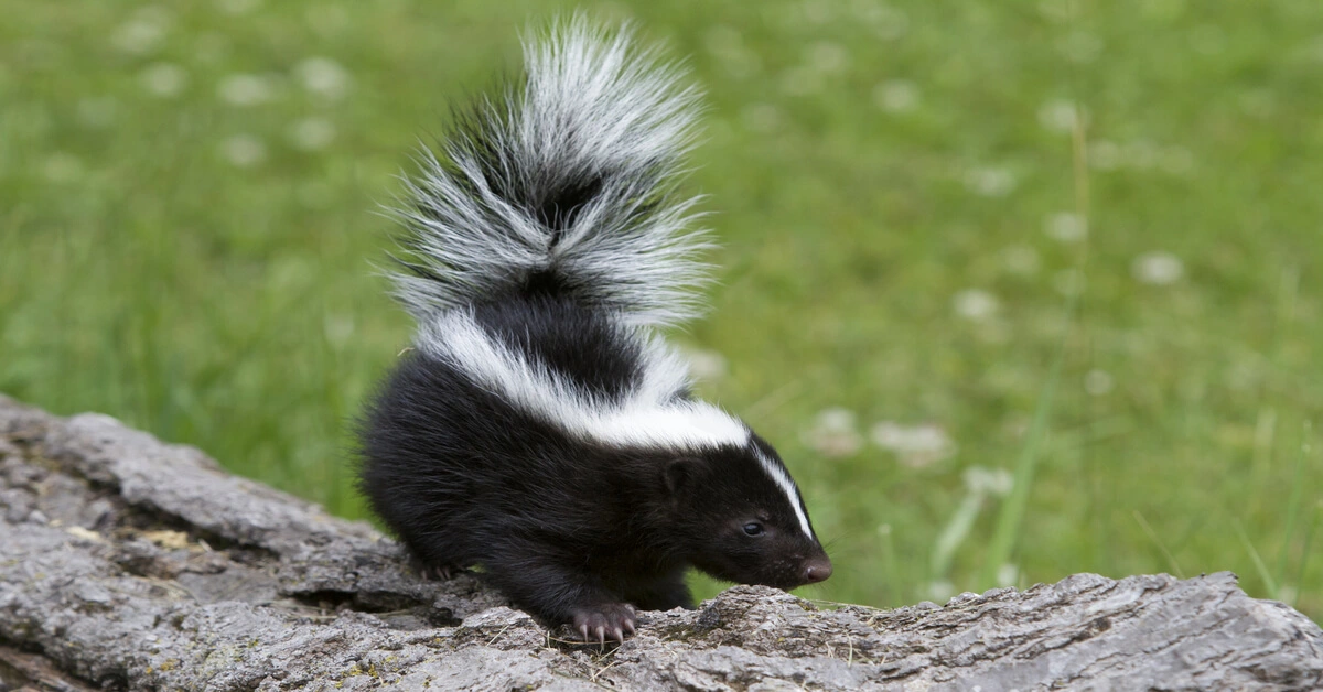 Young black and white skunk sitting on a log in the yard.