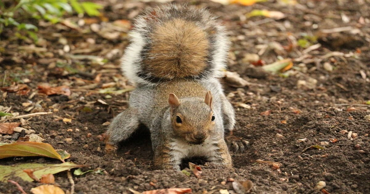 Squirrel digging in the ground.