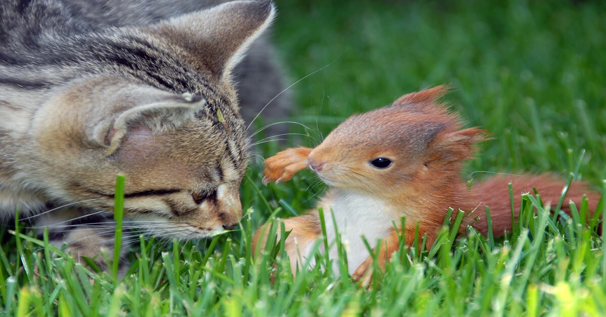 Cat laying with squirrel in the grass outside.