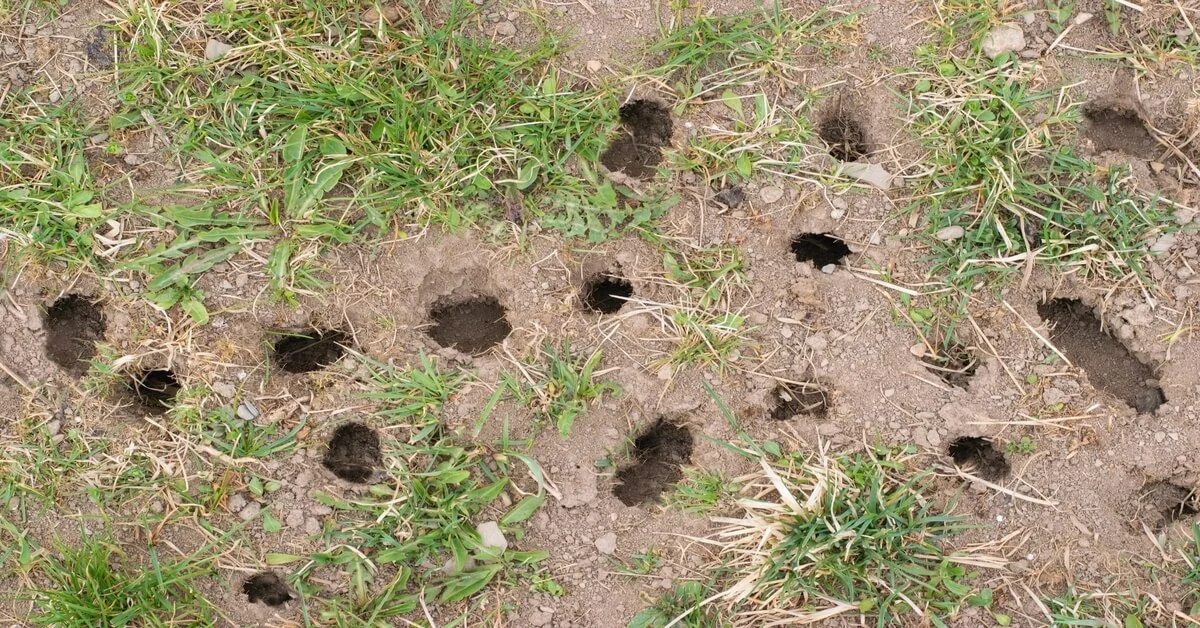 Holes in the yard from voles digging.