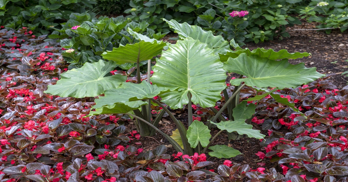 elephant ear plant growing in the center of flowers outside.