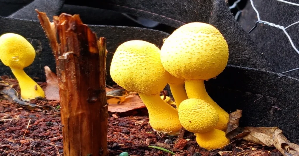 Yellow mushrooms growing in houseplant soil.