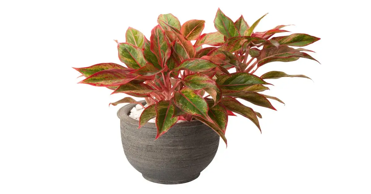 Aglaonema in a charcoal grey pot with white background.