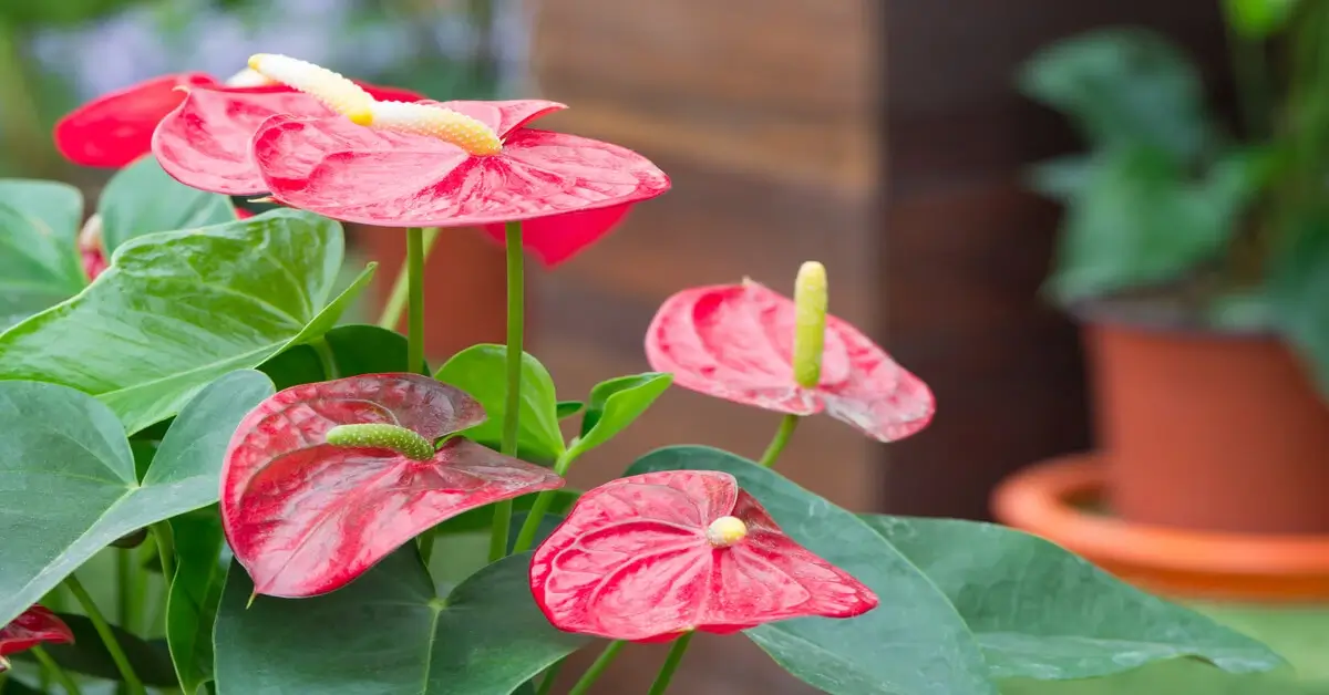 Close up of red Anthurium flowers.