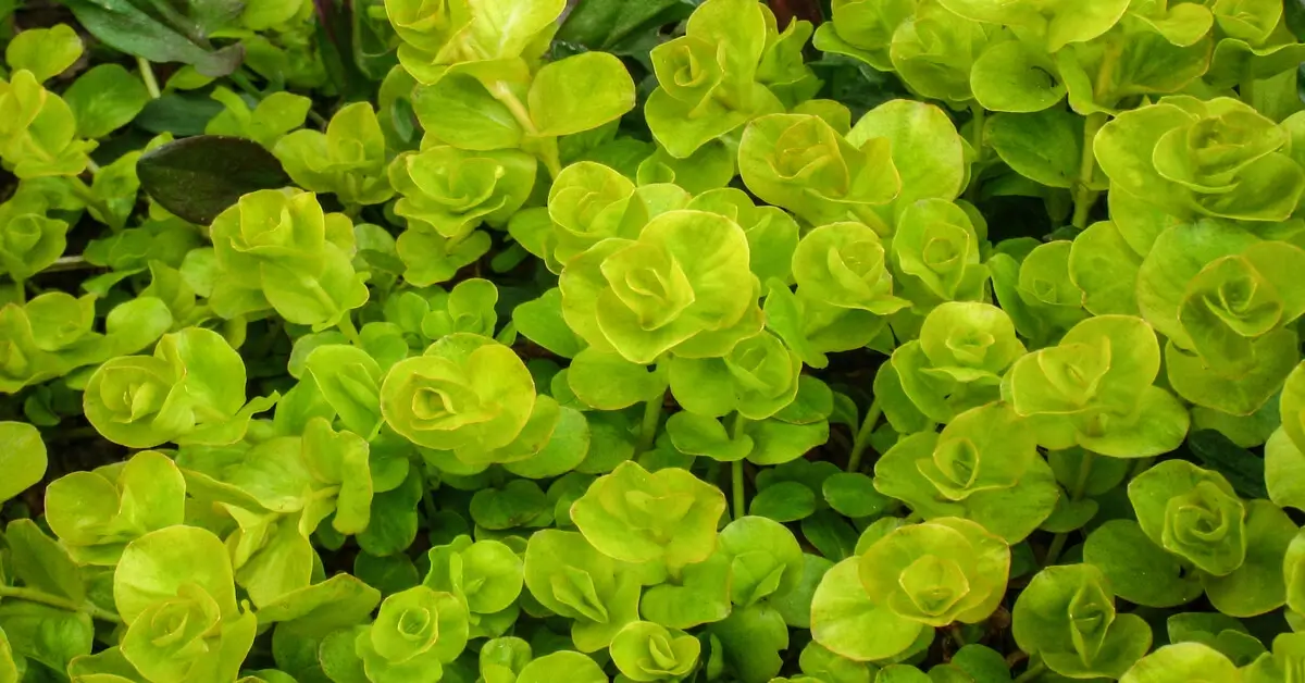 Creeping Jenny vs Creeping Charlie GIY Plants