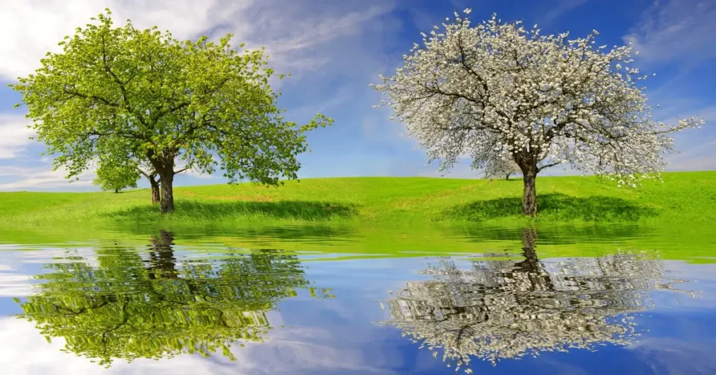 Two trees growing in front of a pond with a reflection. Deciduous vs. Evergreen Trees