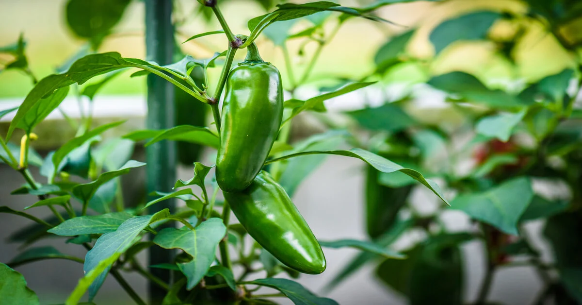 Jalapeno peppers growing on plant.