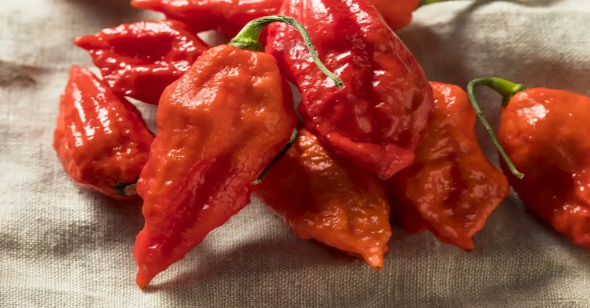 Lots of ghost peppers laying on a cloth on the table.