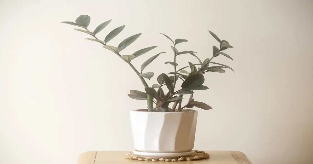 ZZ plant in white pot sitting on wood end table.