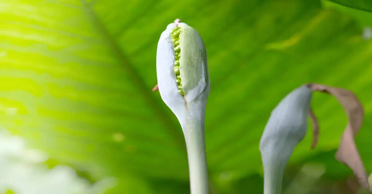 Alocasia odora flower opening up on plant.