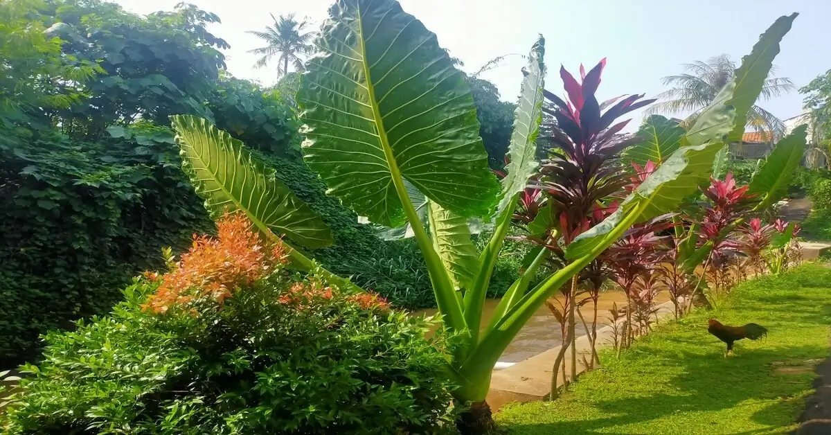 Large alocasia odora growing in the landscape outside. 