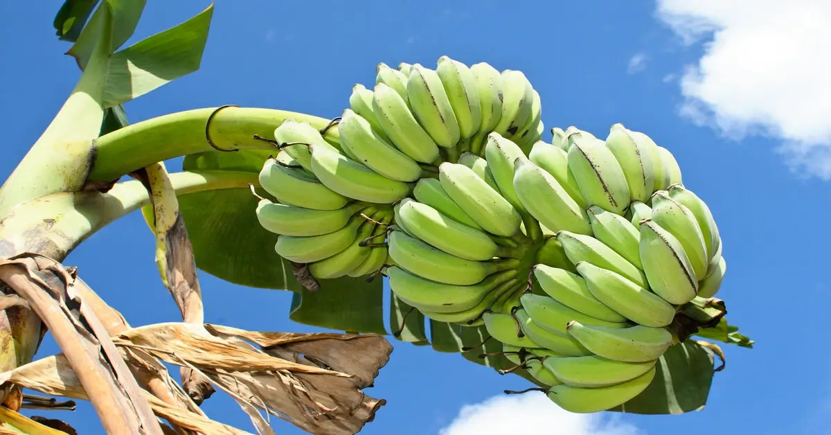 Do Bananas Have Seeds? GIY Plants