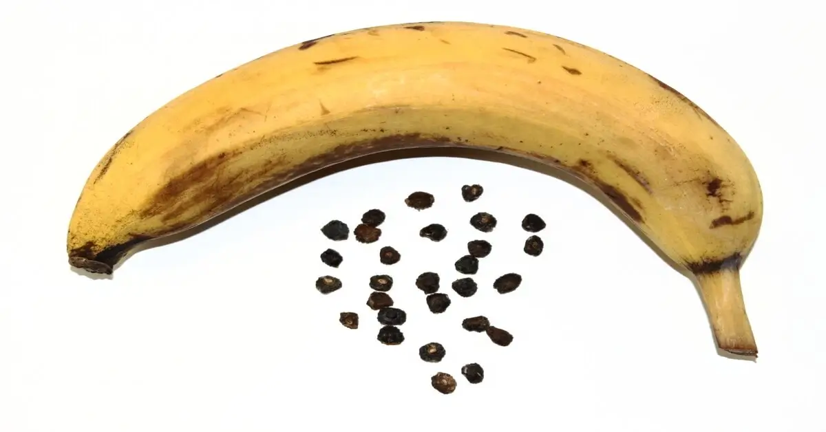 How to collect banana seeds.