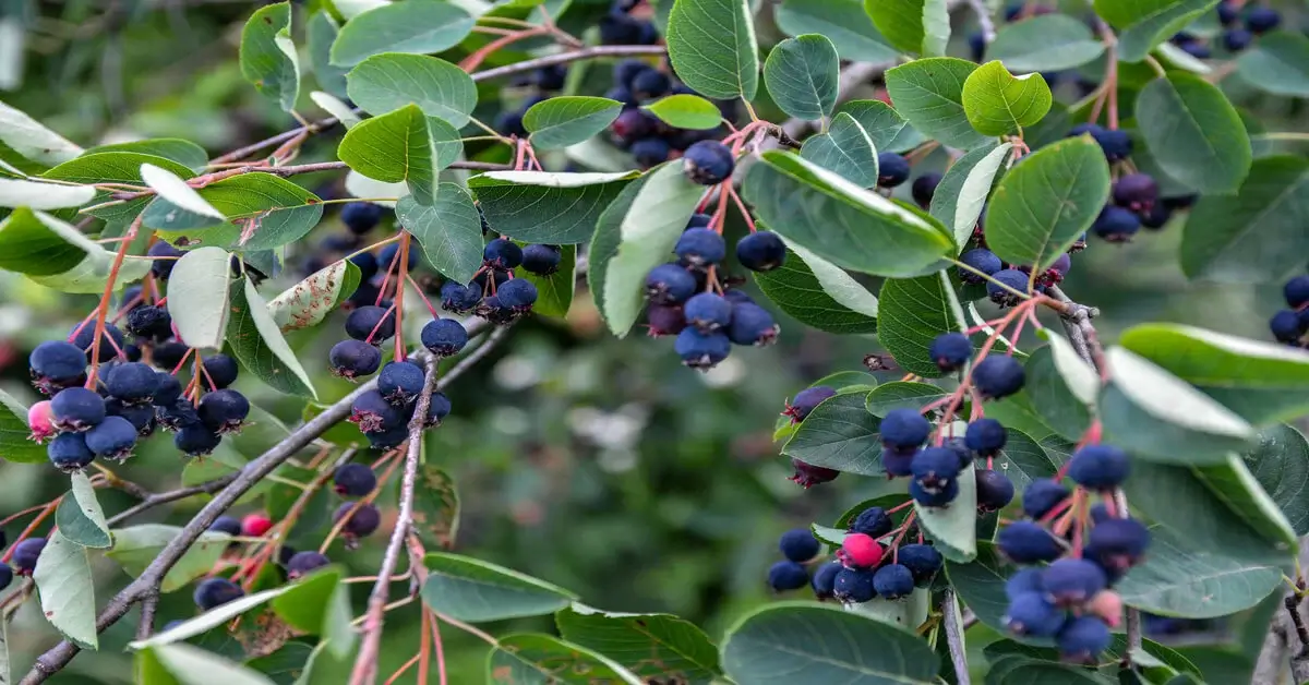 Blueberry Vs Juneberry Giy Plants