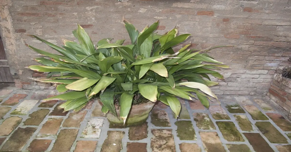 Potted cast iron plant sitting on brick floor and brick wall behind.