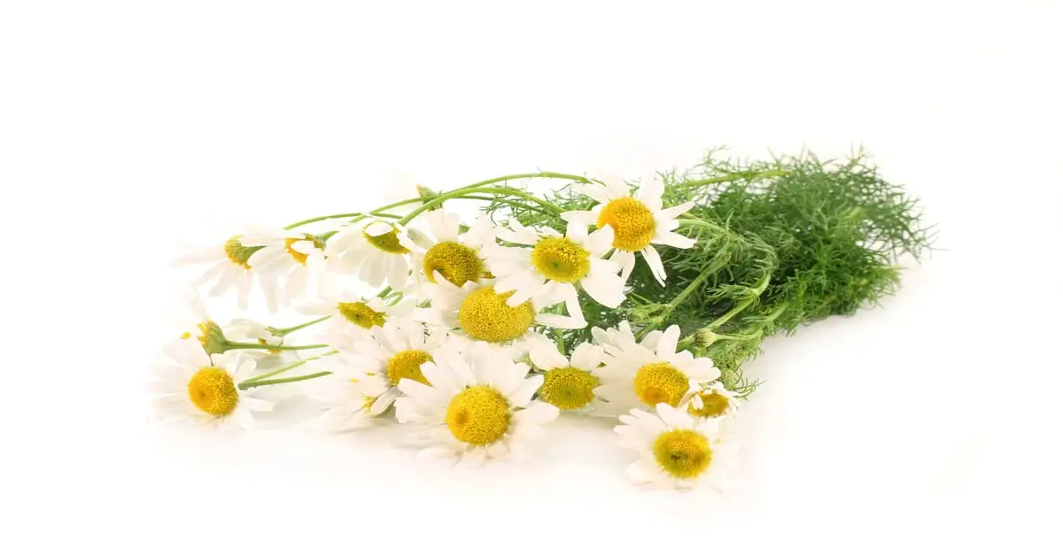 Harvested bunch of chamomile flowers with white background.