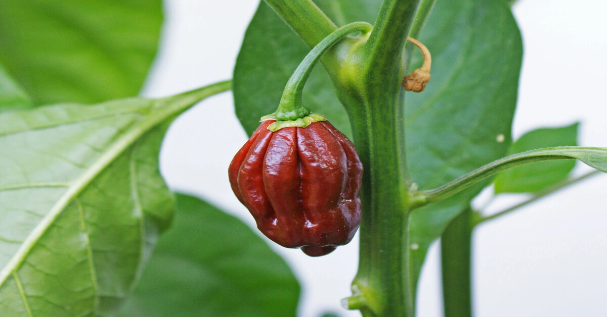 Close up of a chocolate habanero pepper growing on plant.