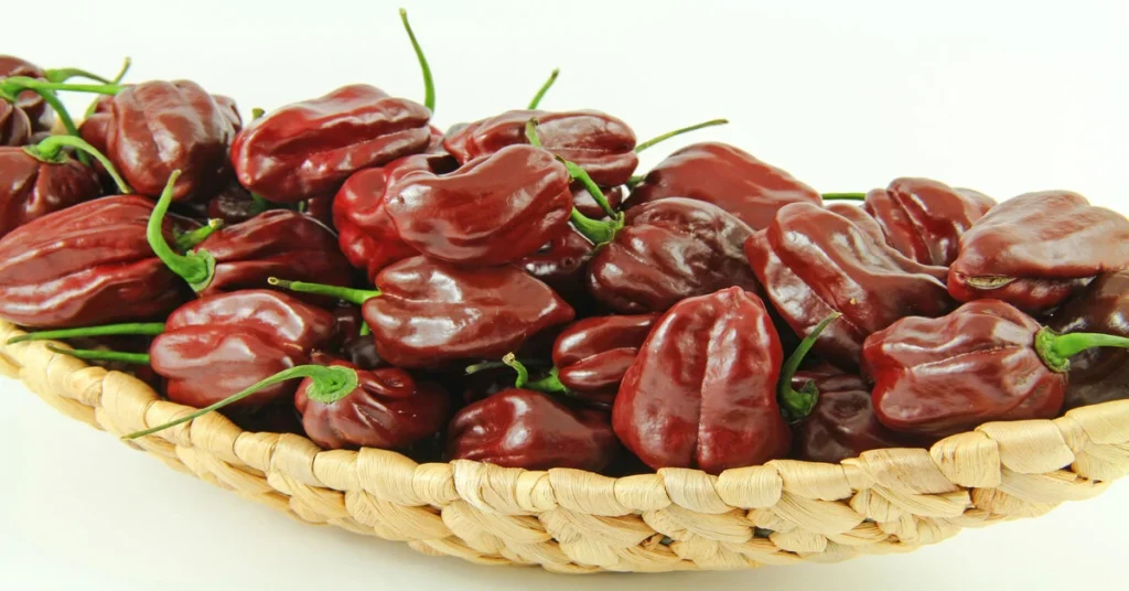Small wicker basket full of freshly harvested chocolate habanero peppers with white background.