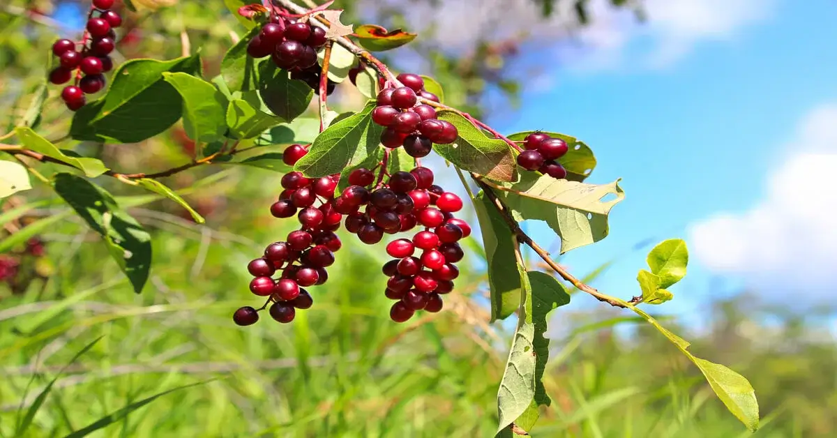 Close up of chokecherries on the plant.