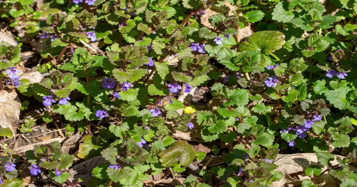 Creeping Jenny vs Creeping Charlie - GIY Plants