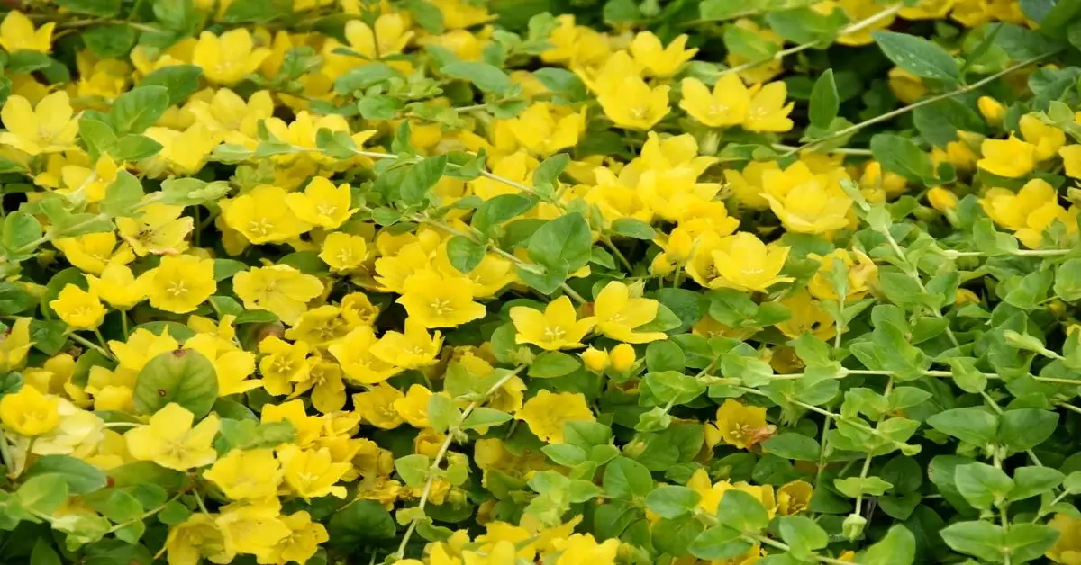 Creeping jenny with yellow flowers blooming.