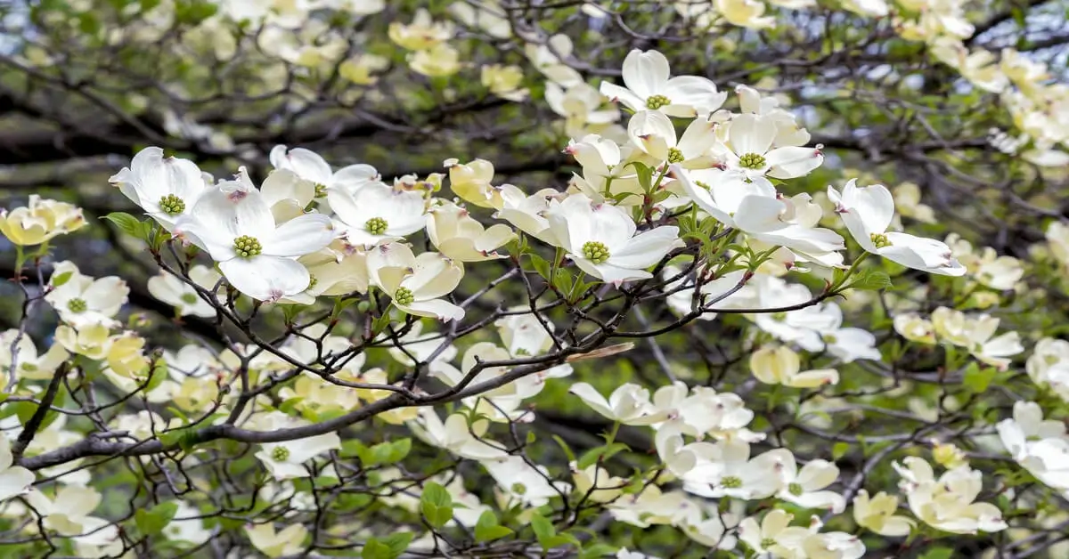 Close up of white flowers of a dogwood tree.