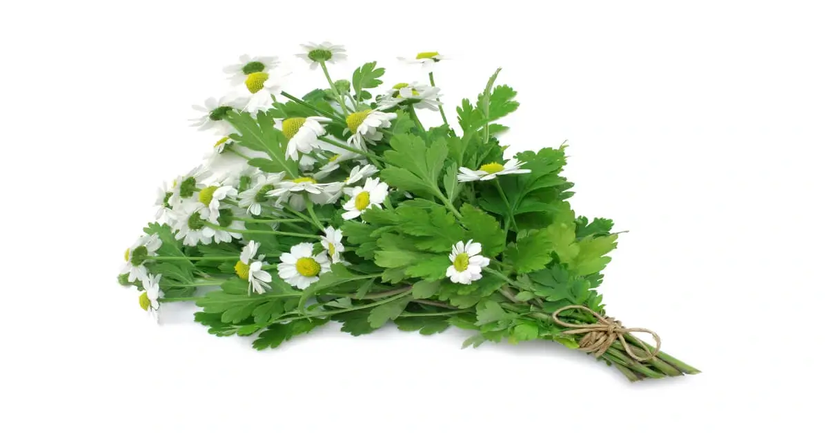 Harvested bunch of feverfew flowers with white background.