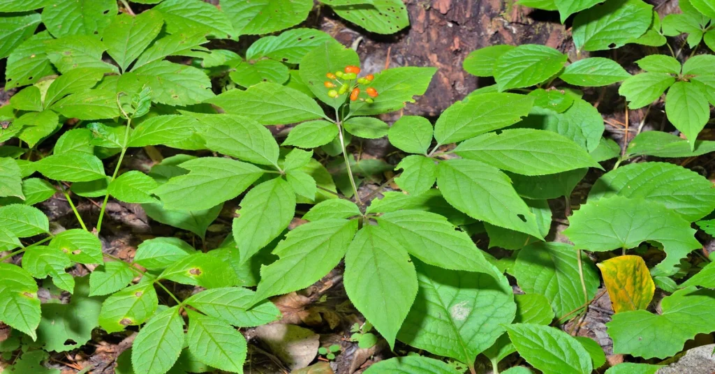 How to grow ginseng. Ginseng plants growing in the woods.