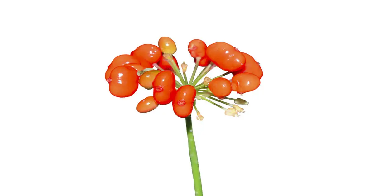 Close up of ginseng red berries with white background. 