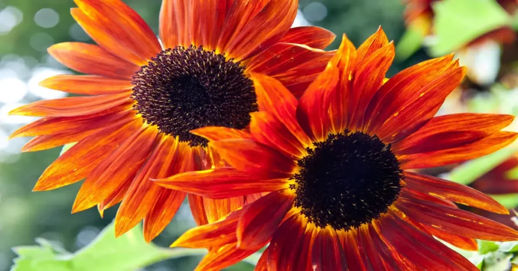 Close up of two red sunflowers growing.
