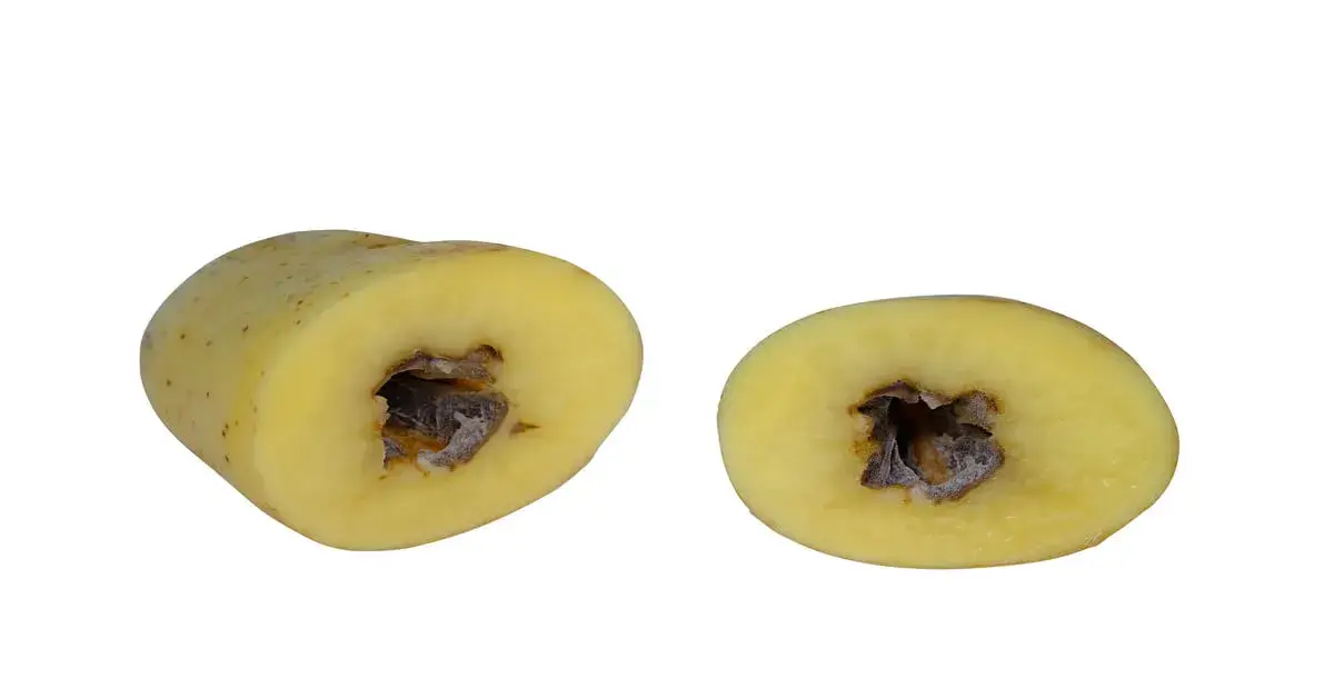 Potato cut in half showing a condition called hollow heart.