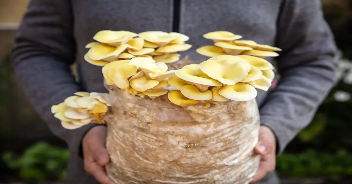 Man holding Golden oyster mushrooms growing in bag of substrate.