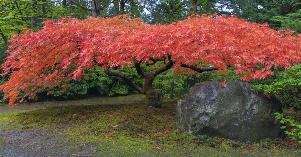 Japanese maple tree care. Red japanese maple growing in yard with large rock sitting under it.