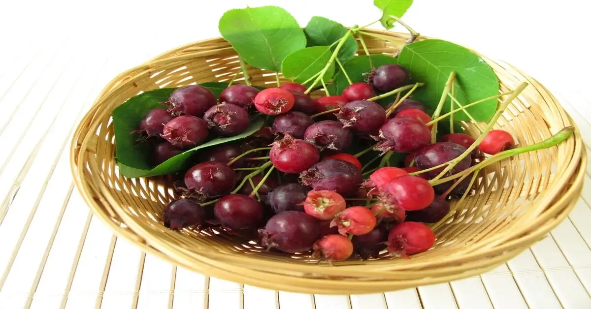 Bowl of juneberries on white background.