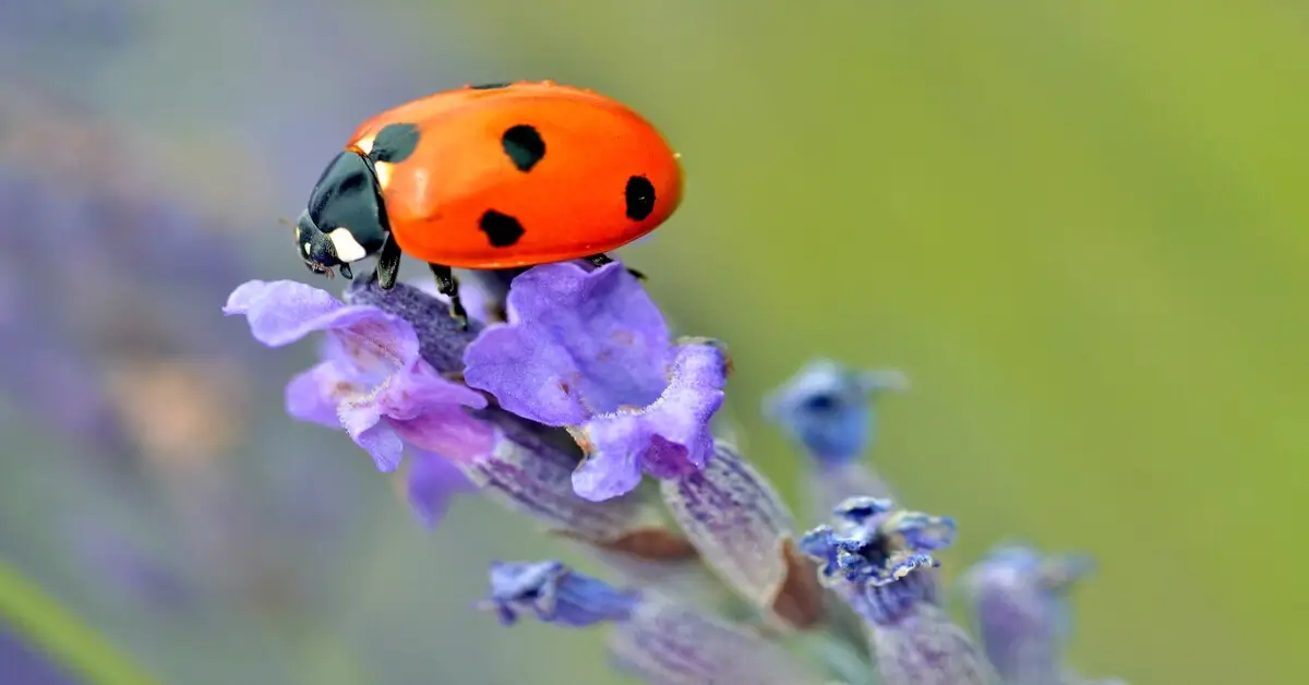 Ladybug on lavender flower.