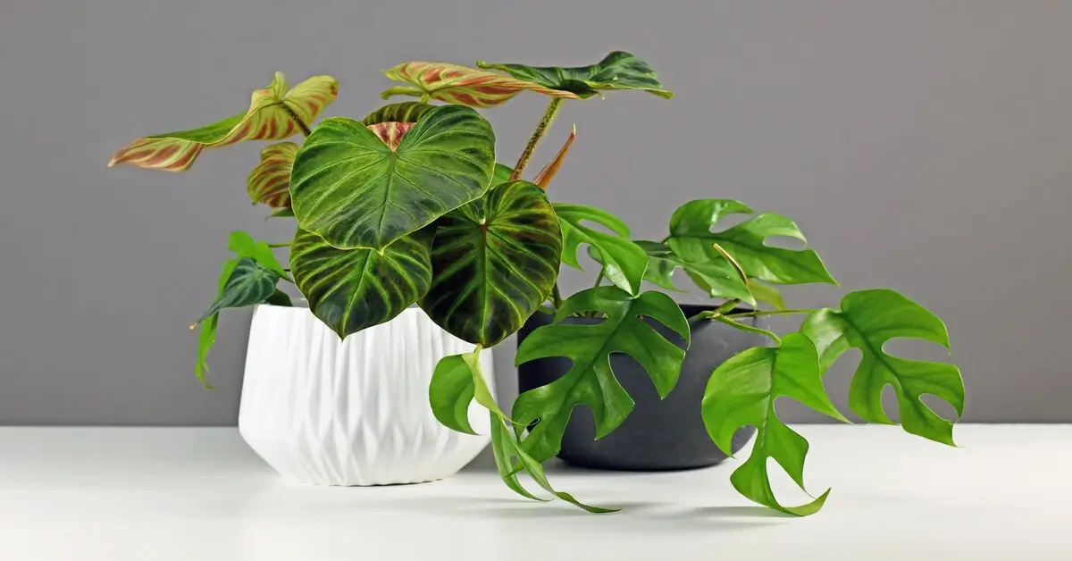 Two types of potted philodendrons sitting on white table in front of a grey wall.