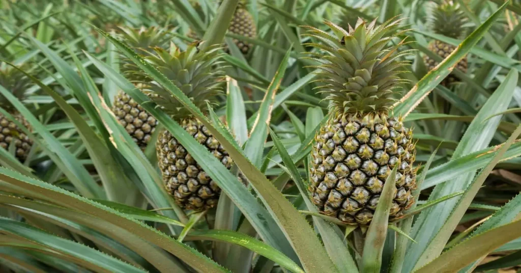 Pineapple growth stages with pineapples growing in field.