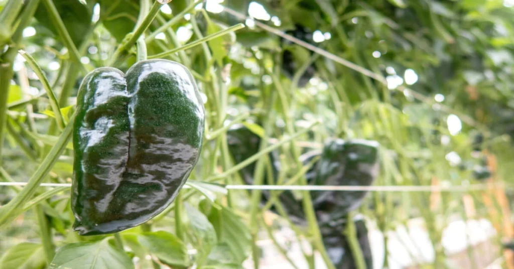 How to grow poblano peppers. Close up of pepper growing on plant.