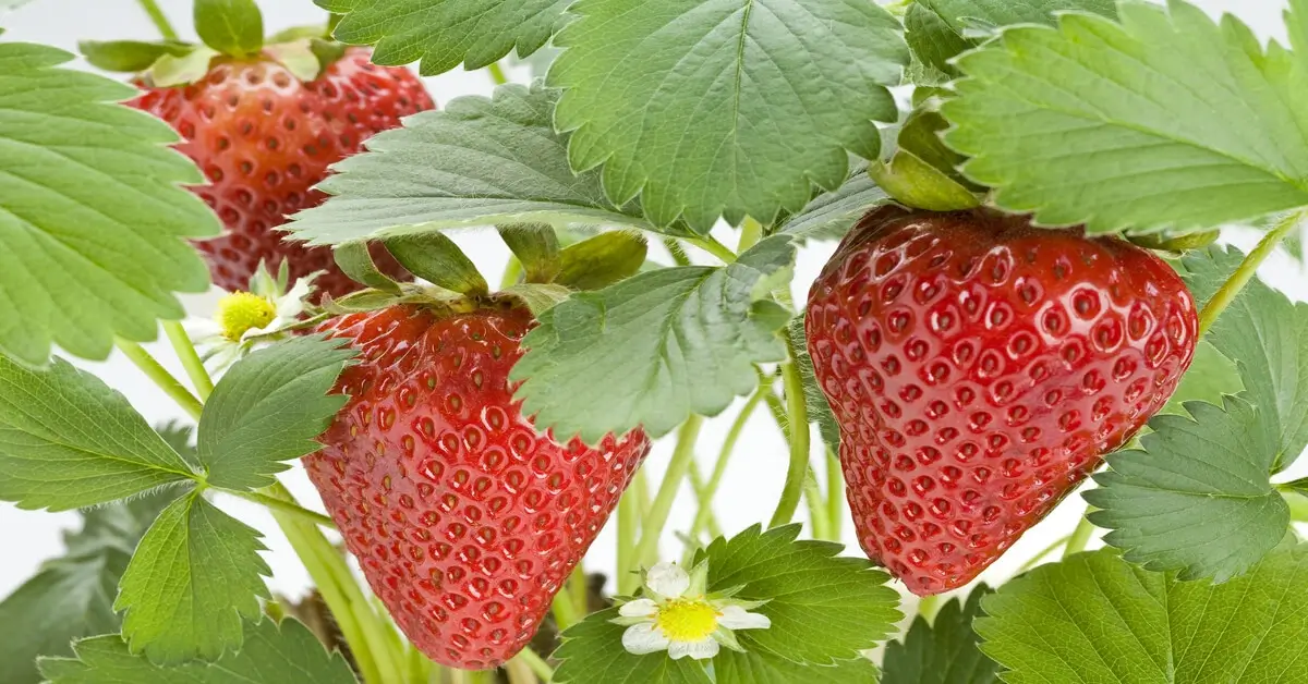 Are black strawberries real? Close up of red strawberries growing on plant.