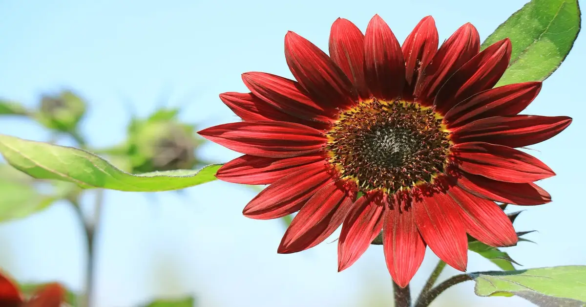 Close up of a red sunflower variety growing in field with blue sky background.